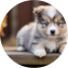 Mini Pomskydoodle Puppy For Sale - Windy City Pups